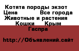 Котята породы экзот › Цена ­ 7 000 - Все города Животные и растения » Кошки   . Крым,Гаспра